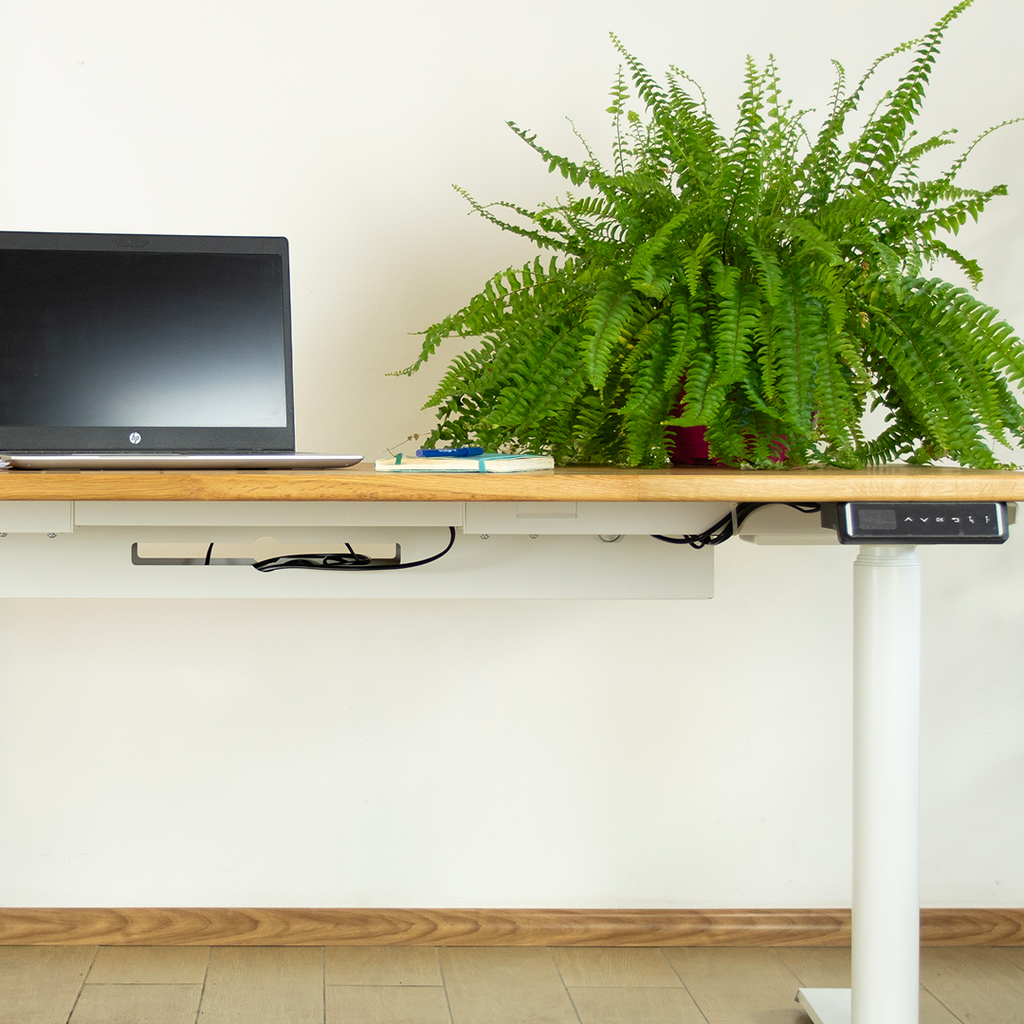 HealthyDesk - растение - цвете -  Папрат - затворено помещение - отворено помещение