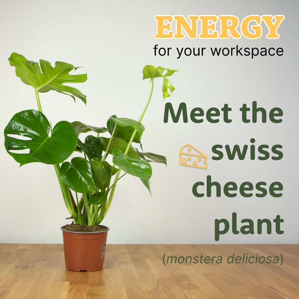 HealthyDesk - растение - цвете - Швейцарско сирене - затворено помещение - отворено помещение