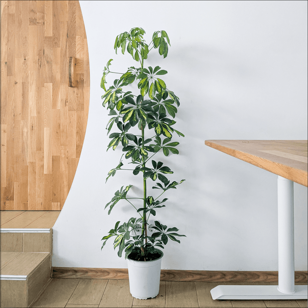 HealthyDesk - растение - цвете - Umbrella - затворено помещение - отворено помещение
