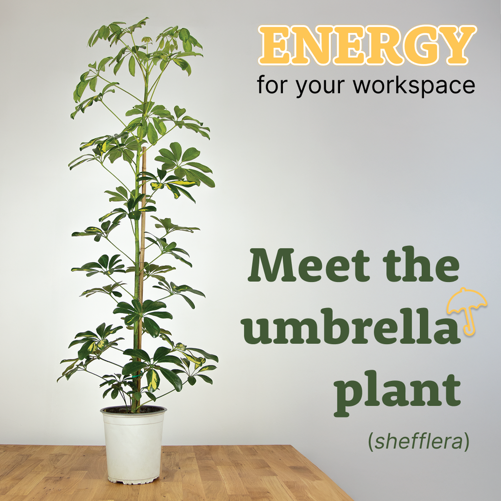 HealthyDesk - растение - цвете - Umbrella - затворено помещение - отворено помещение